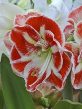 Amaryllis Samba - Hippeastrum