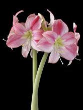 Amaryllis San Remo