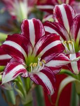 Amaryllis Santiago - Hipeastrum blanc rayé de carmin.