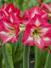 Amaryllis Sleeping Beauty® - Hippeastrum