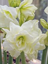 Amaryllis 'Alasca'