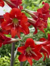 Amaryllis 'Balentino'