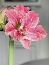 Amaryllis Sweet Nymph - Hippeastrum