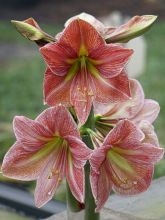 Amaryllis Terra Cotta - Hippeastrum terre cuite orangé