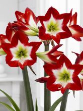 Amaryllis Tres Chic - Hippeastrum tricolore 