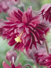 Ancolie double Clementine Red - Aquilegia vulgaris
