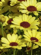 Anthémis Grandaisy Bright Yellow - Argyranthemum