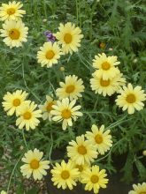 Argyranthemum Jamaïca Primerose