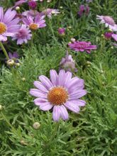 Argyranthemum Petite Pink