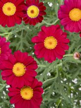 Argyranthemum Starlight