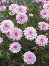 Argyranthemum Summer Melody