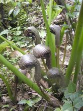 Arisaema galeatum - Plante cobra