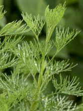 Plante cola - Artemisia abrotanum var.maritima en plant