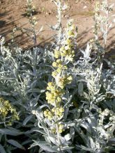 Armoise, Artemisia ludoviciana ssp. latiloba