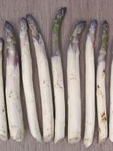 Asperges Emma - Asparagus officinalis