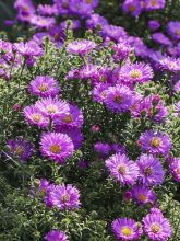 Aster dumosus Heinz-Richard