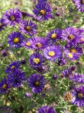 Aster novae-angliae Constanz