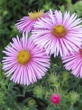 Aster novae-angliae Rosanna