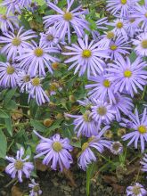 Aster de Thomson 'Nanus'