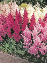 Astilbe Arendsii Showstar 