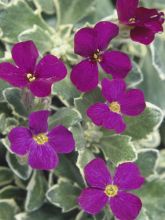 Aubriète, Aubrietia Swan Red