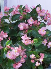 Bégonia Big F1 rose tendre - Begonia semperflorens