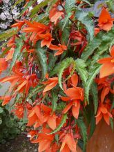 Begonia SummerWings Orange