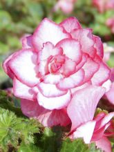 Begonia Bouton de Rose - Bégonia double