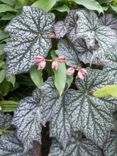 Bégonia 'Silver Moon'