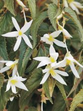 Bégonia retombant Summerwings White