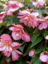 Begonia Chanson Pink & White Bicolour F1 Hybrid 