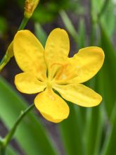 Belamcanda chinensis Hello Yellow - Iris tigré