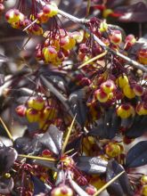 Berberis Thunderbolt® - Epine-vinette