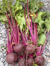 Betterave rouge Boltardy - Beta vulgaris