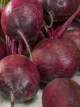 Betterave rouge Moneta - Beta vulgaris