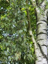 Betula pendula Crispa - Bouleau pleureur