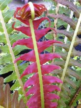 Blechnum brasiliense Volcano - Fougère arborescente