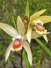 Orchidée terrestre 'Penway Sunset'