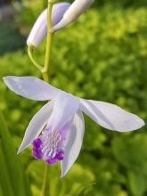 Orchidée jacinthe Bletilla straita rose - Plante de berge