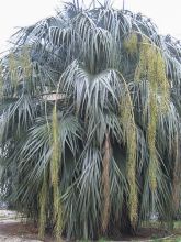 Palmier bleu du Mexique 'Var Clara'