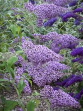 Buddleja davidii Gulliver - Arbre à papillons