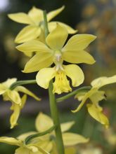 Orchidée terrestre à fleurs jaunes