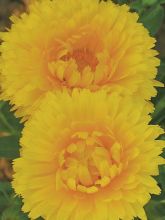 Calendula Chrysantha 