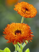 Calendula Neon 