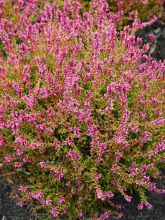 Bruyère d'été - Calluna vulgaris Bonita 