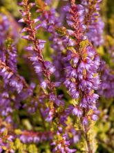 Bruyère d'été - Calluna vulgaris Boskoop