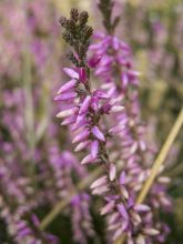 Bruyère d'été - Calluna vulgaris Marleen 