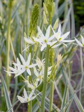 Camassia Leichtlinii Sacajawea