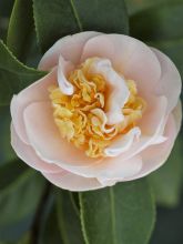 Camélia classique - Camellia Botanyuki