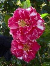 Camélia Donckelarii - Camellia japonica